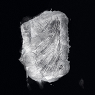 Jérémie Lenoir - DOWNLOADS